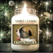 Puppy Breath