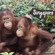 Singapore Zoo