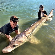 Sturgeon