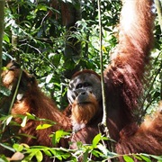 Watching Orang Utans in Gunung Leuser NP, Sumatra, Indonesia