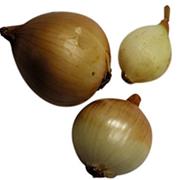 Maui Onion