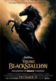 Young Black Stallion