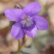 Alpine Violet (Viola Labradorica)