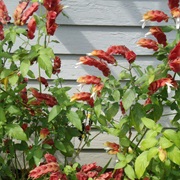 Shrimp Plant