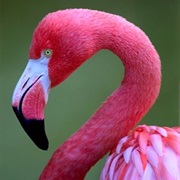Pink Flamingo