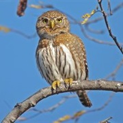 Baja Pygmy-Owl (Glaucidium Hoskinsii)