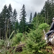 Northwestern Lake Riding Stables (White Salmon, Washington)