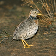 Plains-Wanderer