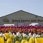 Holland America Bulb Farms (Woodland, Washington)