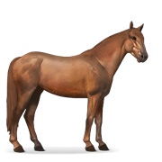 Mustang - Chestnut