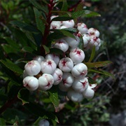 Copperleaf Snowberry (Gaultheria Hispida)
