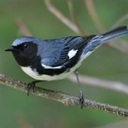 Black-Throated Blue Warbler