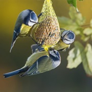 Bird Feeding