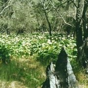 Tuart Forest National Park (WA)