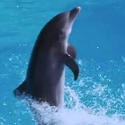Dolphins