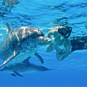 Playing With Animals