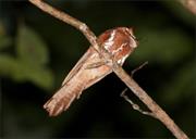 Spangled Owlet-Nightjar