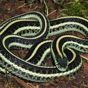 Garter Snake