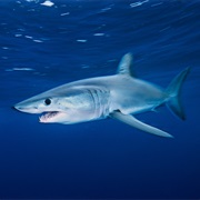 Shortfin Mako Shark (Aka: Bonito Shark, MacKerel Shark, Spriglio, Paloma)