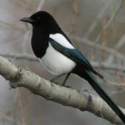Black-Billed Magpie