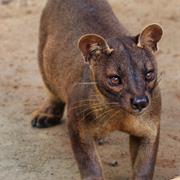 Fossa