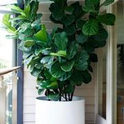 Fiddleleaf Fig