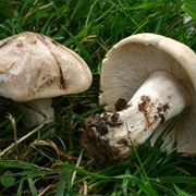 St. George's Mushroom (Calocybe Gambosa)