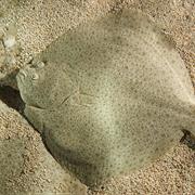 Turbot