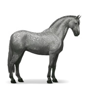 Purebred Spanish Horse - Dapple Gray
