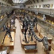 Musée Des Sciences Naturelles, Brussels
