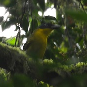 Uluguru Bushshrike