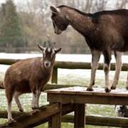 The Goat Sanctuary