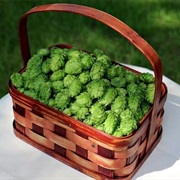 Hops to Relieve Tension & Restlessness, & Induce Sleep