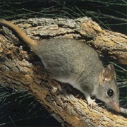 Red-Tailed Phascogale