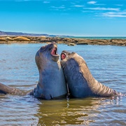 Reserva Faunística Península Valdés