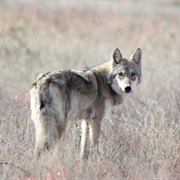 Steppe Wolf