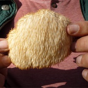 Lion's Mane Mushroom (Hericium Erinaceus)