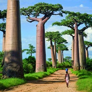Walking Among the Baobab in Madagascar