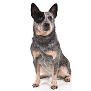 Australian Cattle Dog