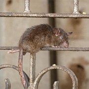 Visiting the Rat Temple in Karni Mata, India