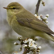 Willow Warbler