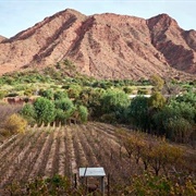 Wine Tasting Near Tarija