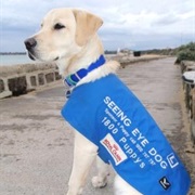 Stealing a Seeing-Eye Dog