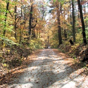 Selmier State Forest, Indiana