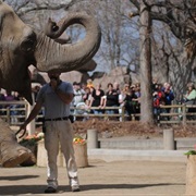 Visit the Denver Zoo