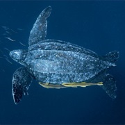Leatherback Sea Turtle