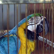 The Bird Who Knew Too Much