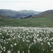 Cevennes National Park, France
