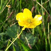 Meadow Buttercup (Ranunculus Acris)