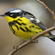 Magnolia Warbler